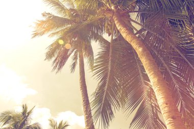 yüksek, güzel palmiye ağaçları, berrak gökyüzü, kum, sıcak tropik.