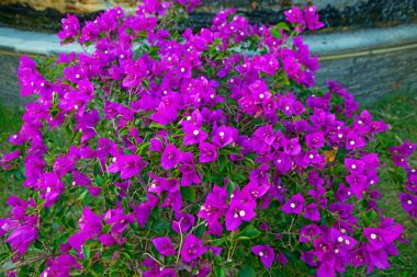 güzel, parlak Sanya tropikal çiçeklerin. düz sokakta büyüyor. Çin Asya