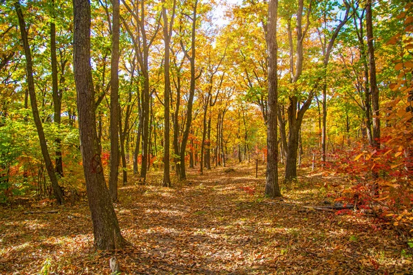 Herbstwald Alles Laub Ist Mit Goldener Farbe Der Mitte Der — Stockfoto