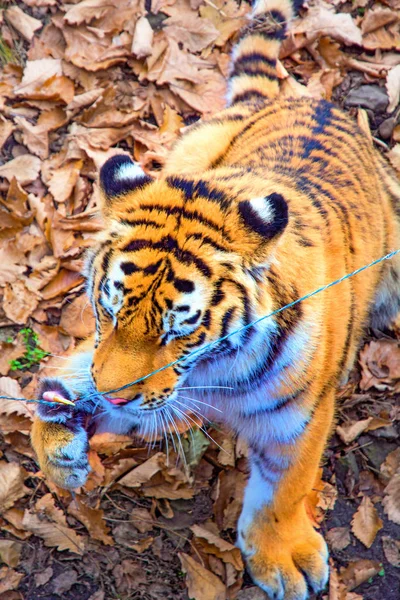 Grande Tigre Siberiano Belo Predador Mostra Dentes Brinca Posa Para — Fotografia de Stock