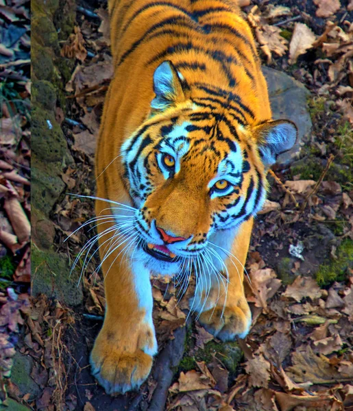 Великий Сибирский Тигр Прекрасный Хищник Показывает Зубы Играет Позирует Перед — стоковое фото