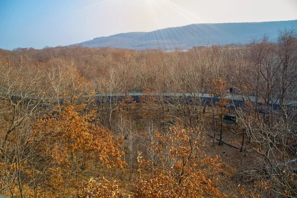 Podzimní Les Safari Park Nejvyšší Most Chodit Lidi Rusko Primorskiy — Stock fotografie
