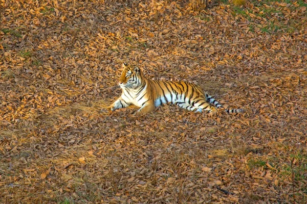 Tygřice Ležící Zemi Odpočívá Rusko Amur Tygr Tajga — Stock fotografie
