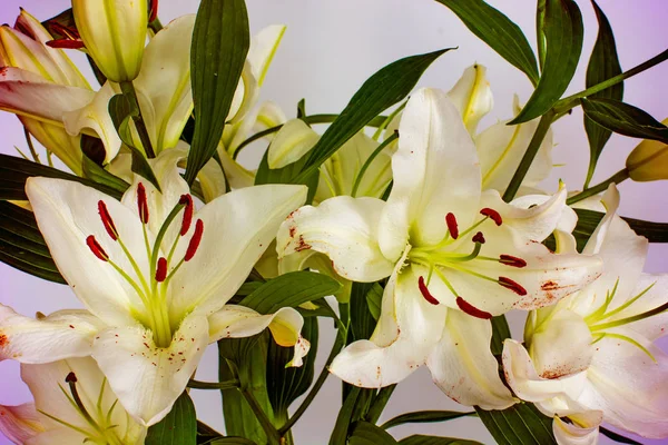 Las flores grandes del lirio, el primer plano, el fondo blanco. aislar . —  Fotos de Stock