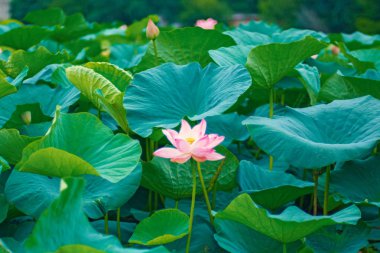 büyük lotus çiçekleri. Gölde yüzen lotus çiçeği parlak pembe tomurcukları.