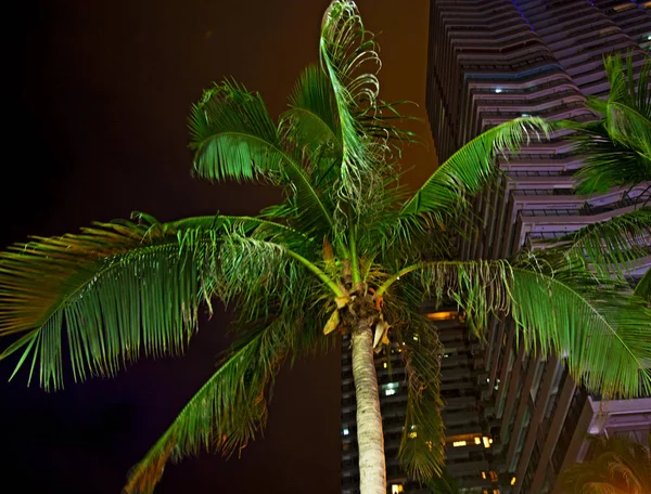 Arranha-céus altos e belas palmas, cidade noturna nos trópicos, a combinação de natureza e arquitetura . — Fotografia de Stock