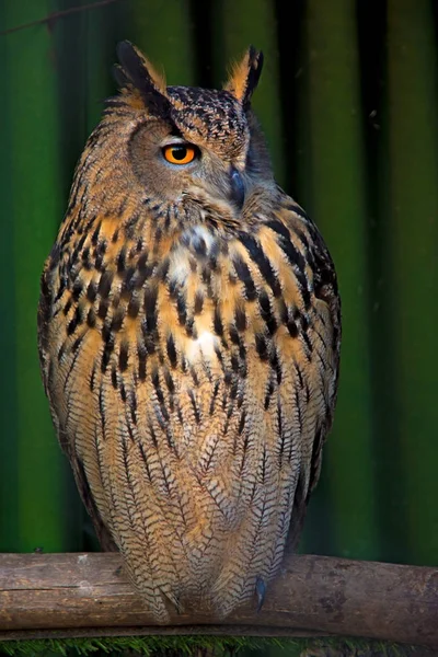 Big beautiful owl sitting on a branch. unblinking eyes. — Stock Photo, Image