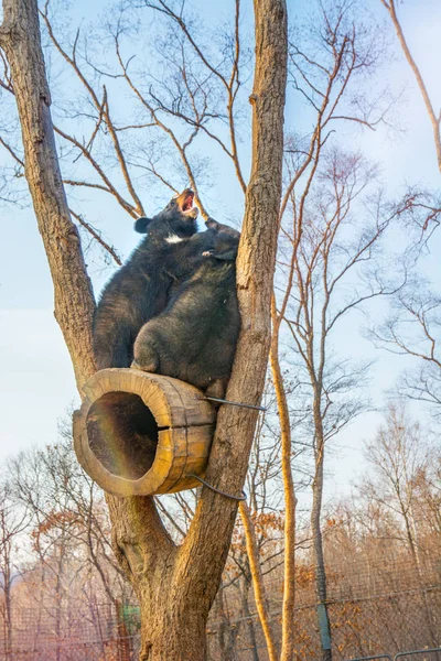 Filhotes de urso jogar em uma árvore, subiu alto nos ramos e uma mordida bonito uns aos outros . — Fotografia de Stock