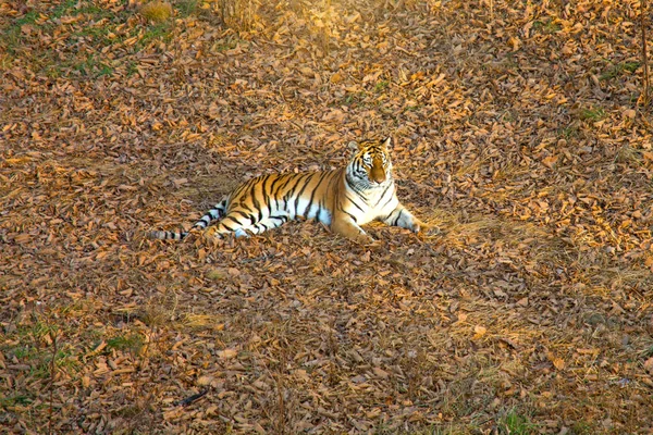 Tygřice ležící na zemi, odpočívá. Rusko. Tygr amurský. — Stock fotografie