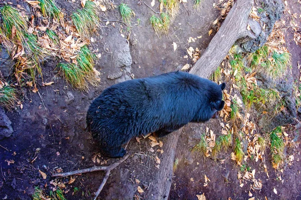Grande orso himalayano, sorge sulle zampe posteriori o si mostra indietro . — Foto Stock
