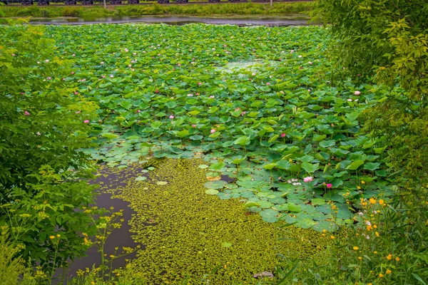 蓮湖、完全に蓮の花で飾られた最大の湖. — ストック写真