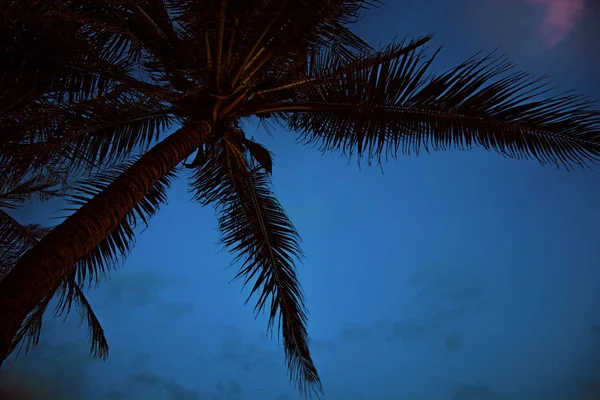 Palme ai tropici, su uno sfondo di cielo scuro. grandi belle palme contro il cielo . — Foto Stock