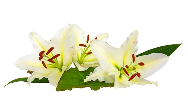 Las flores grandes del lirio, el primer plano, el fondo blanco. aislar . — Foto de Stock