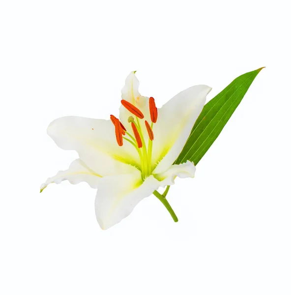 Grandes flores de um lírio, close-up, fundo branco. isolar . — Fotografia de Stock