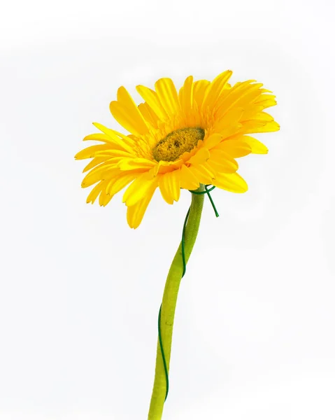Große schöne Blüten der Gerbera, Gerbera-Blüten isoliert. weißer Hintergrund. Gerbera — Stockfoto