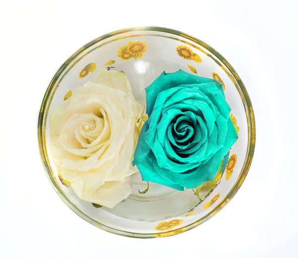 Uma rosa em um copo em um fundo branco , — Fotografia de Stock