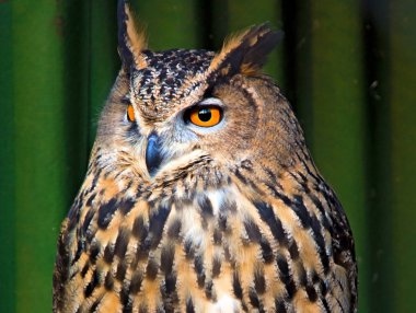 bir dal üzerinde oturan büyük güzel baykuş. fillerinışıldayan gözler.