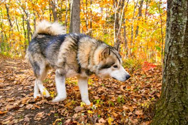 Evcil bir kurt ormanda yürür, güzel canavar doğada çalışır. 