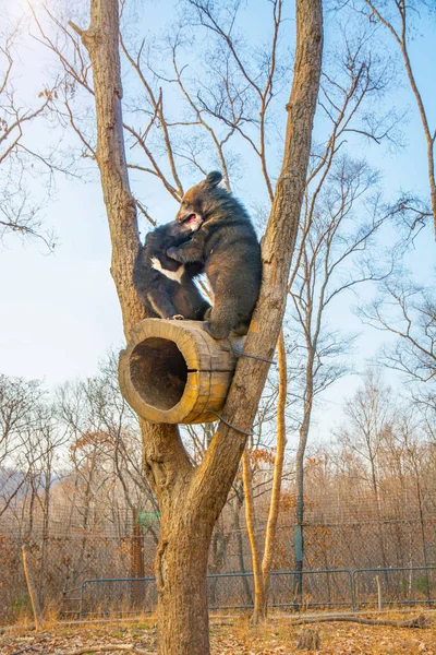 木の枝とかわいい一口で高く上った果たすお互い小熊. — ストック写真