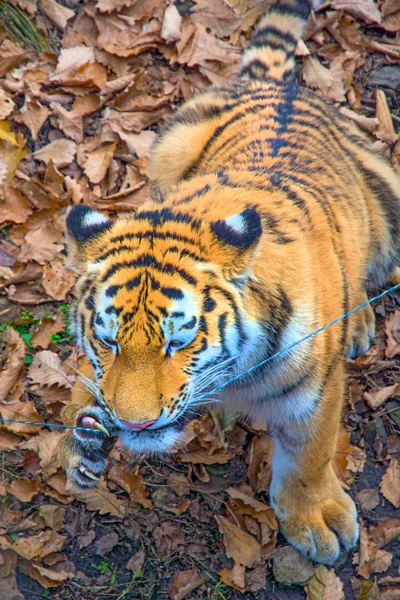 El gran tigre siberiano, un hermoso depredador muestra dientes, juega y posa para la cámara . — Foto de Stock