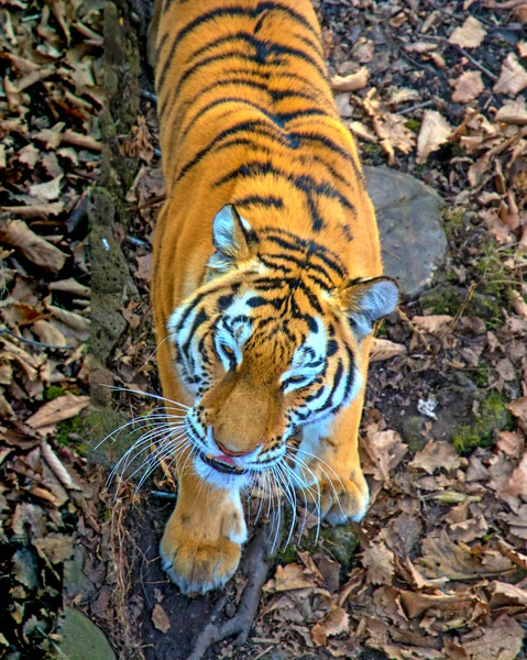 El gran tigre siberiano, un hermoso depredador muestra dientes, juega y posa para la cámara . —  Fotos de Stock