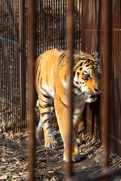 Амурский тигр смотрит на нас через решетку . — стоковое фото
