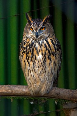 bir dal üzerinde oturan büyük güzel baykuş. fillerinışıldayan gözler.