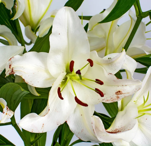 Grandes flores de um lírio, close-up, fundo branco. isolar . — Fotografia de Stock