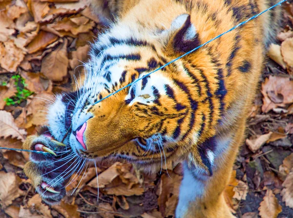 Velký tygr ussurijský, krásný dravec ukazuje zuby, hraje a představuje pro fotoaparát. — Stock fotografie