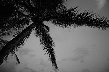 Karanlık gökyüzü arka plan üzerinde tropikal palmiye ağaçları. gökyüzüne karşı büyük güzel palmiye ağaçları.