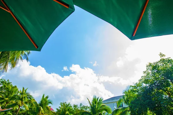 High, beautiful palm trees rostut poolside, around a luxury hotel. tropics asia — Stock Photo, Image