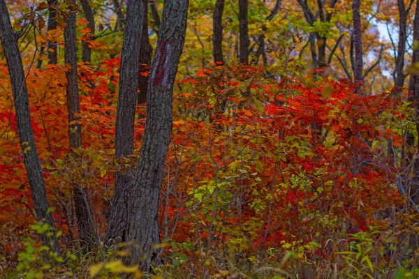 Bosque de otoño, todo el follaje está pintado con color dorado en el medio de la carretera forestal . —  Fotos de Stock