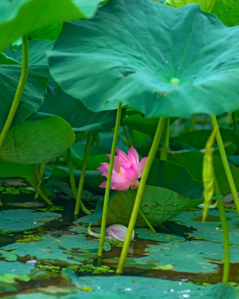 Flores de loto grandes. brotes rosados brillantes de flor de loto flotando en el lago . — Foto de Stock