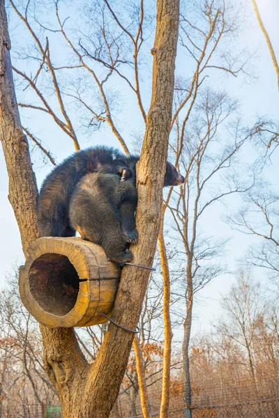 Filhotes de urso jogar em uma árvore, subiu alto nos ramos e uma mordida bonito uns aos outros . — Fotografia de Stock