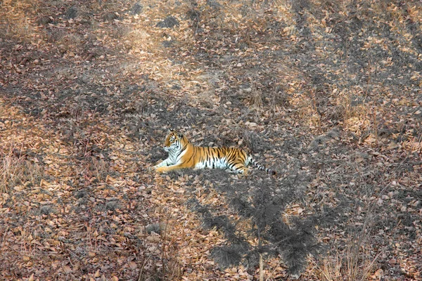 Die Tigerin liggend op de grond rusten. Rusland. de Amur tijger. — Stockfoto