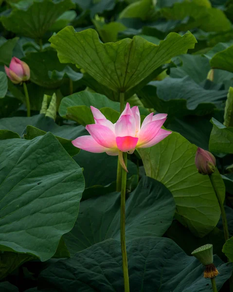 Flores de loto grandes. brotes rosados brillantes de flor de loto flotando en el lago . — Foto de Stock