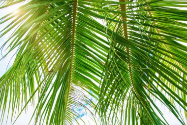 yüksek, güzel palmiye ağaçları, berrak gökyüzü, kum, sıcak tropik.