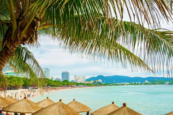 Magas, gyönyörű pálmafákkal kinyúlik a tenger partján állvány nádfedeles napernyők, a sunny paradise. trópusi — Stock Fotó
