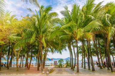 aleya palms, tropikal Adası yakınlarında, birçok güzel yüksek palmiye ağaçları büyümek ve güzel ağaçlar gökyüzüne büyür. Asya 