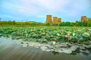 büyük göl nilüferler, dağıtım istasyonu tarafından takip dolu yer almaktadır.