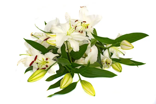 Large flowers of a lily, close-up, white background. isolate. — Stock Photo, Image