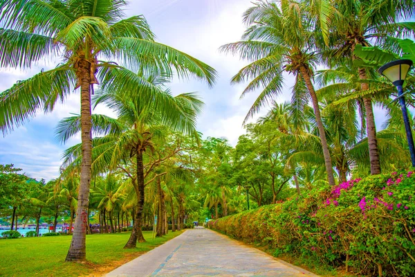 Muitas palmeiras altas bonitas crescem perto, as palmeiras de aleya, a ilha tropical e as árvores bonitas crescem ao céu. Ásia — Fotografia de Stock