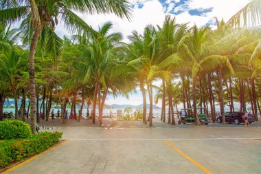 aleya palms, tropikal Adası yakınlarında, birçok güzel yüksek palmiye ağaçları büyümek ve güzel ağaçlar gökyüzüne büyür. Asya 