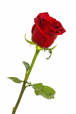 İzole arka plan renklerini olmadan arka planda, parlak sulu gül kırmızı gül, 