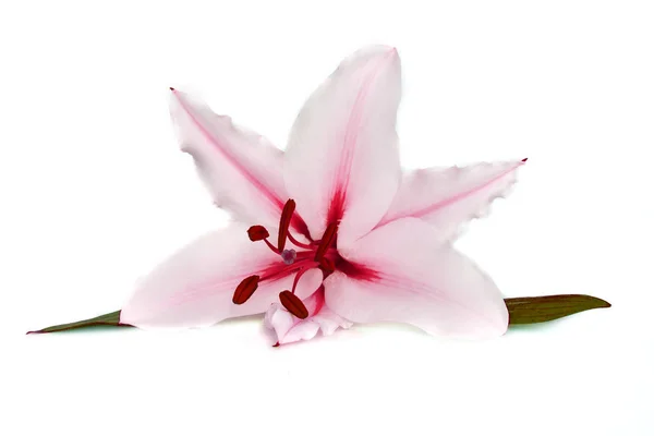 Large flowers of a lily, close-up, white background. isolate. — Stock Photo, Image