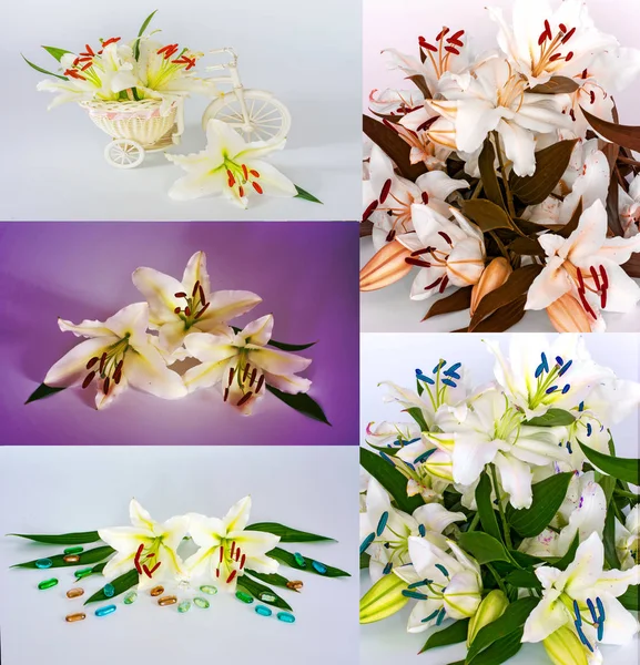 a lot of beautiful lilies without background, flowers lilies isolated in large numbers.