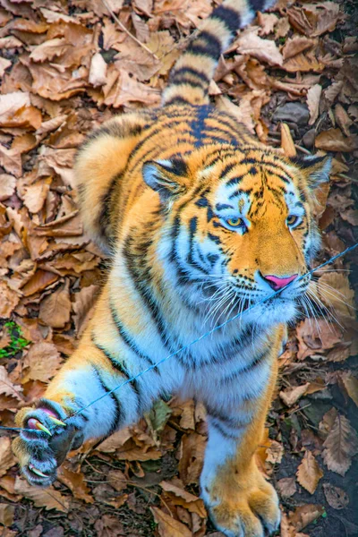 O grande tigre siberiano, um belo predador mostra dentes, brinca e posa para a câmera . — Fotografia de Stock