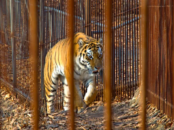 O tigre Amur está olhando para nós através das barras . — Fotografia de Stock