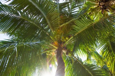 yüksek, güzel palmiye ağaçları, berrak gökyüzü, kum, sıcak tropik.