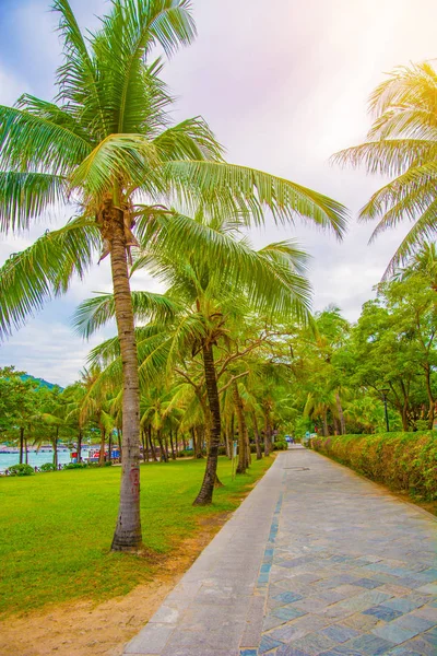 Aleya palms, tropikal Adası yakınlarında, birçok güzel yüksek palmiye ağaçları büyümek ve güzel ağaçlar gökyüzüne büyür. Asya — Stok fotoğraf